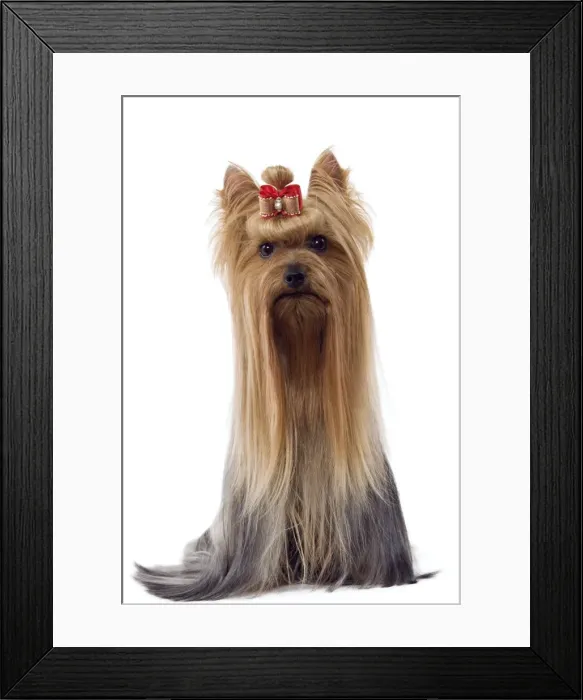 Framed Print : Dog - Yorkshire Terrier with bow in its hair Framed Print : Dog - Yorkshire Terrier with bow in its hair