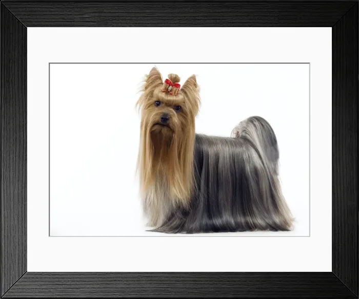 Framed Print : Dog - Yorkshire Terrier with bow in its hair
