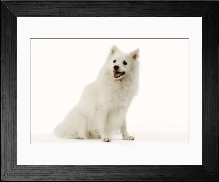 Framed Print : Dog - Japanese Spitz spitz japonais Framed Print : Dog - Japanese Spitz spitz japonais