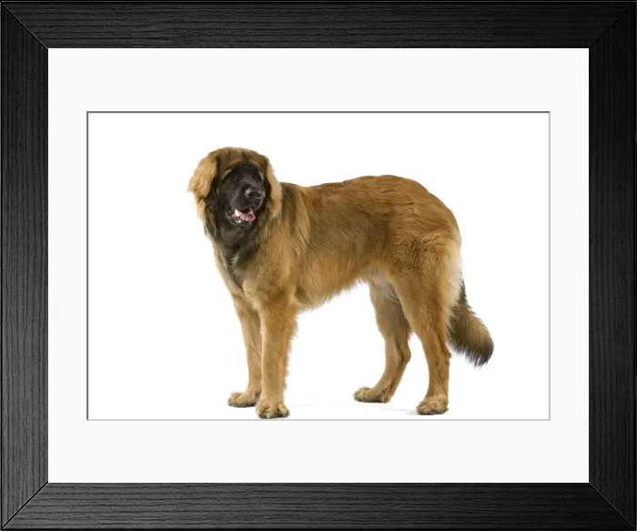 Framed Print : Leonberger / Leonberg Framed Print : Leonberger / Leonberg