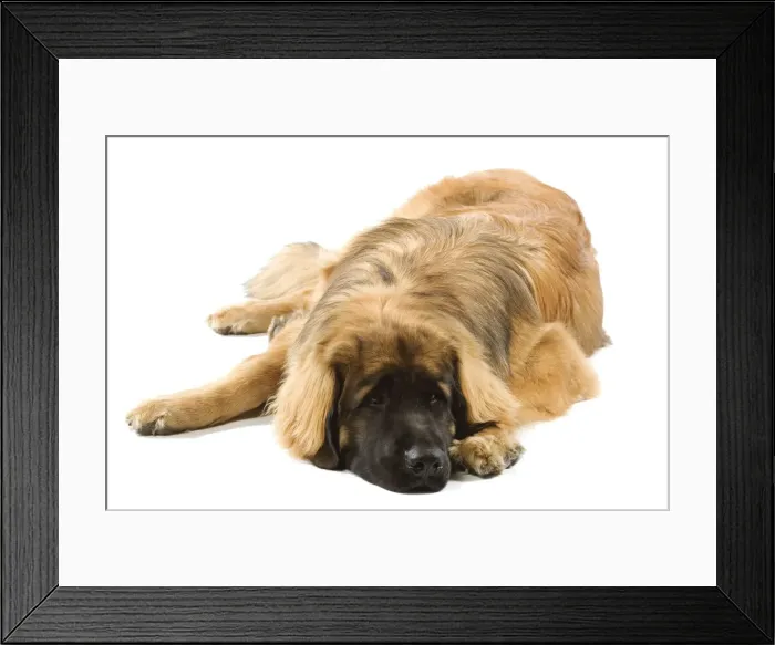 Framed Print : Leonberger  /  Leonberg - lying down