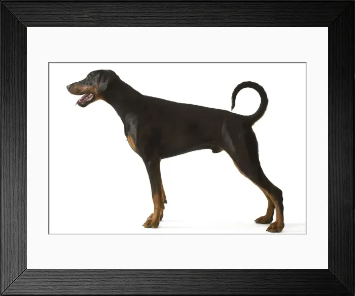 Framed Print : Doberman Pinscher / Dobermann Framed Print : Doberman Pinscher / Dobermann