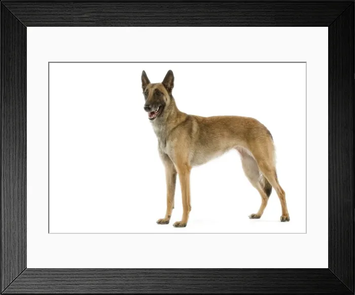 Framed Print : Malinois / Belgian Shepherd Dog. Also know as Chien de Berger Belge Framed Print : Malinois / Belgian Shepherd Dog. Also know as Chien de Berger Belge