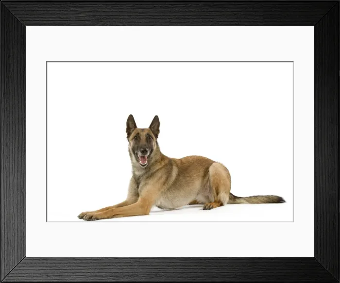Framed Print : Malinois  /  Belgian Shepherd Dog. Also know as Chien de Berger Belge