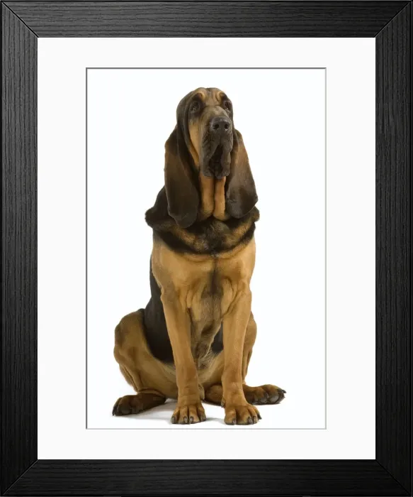 Framed Print : Bloodhound. Also known as St Hubert Hound Framed Print : Bloodhound. Also known as St Hubert Hound