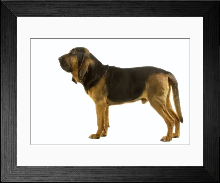 Framed Print : Bloodhound. Also known as St Hubert Hound Framed Print : Bloodhound. Also known as St Hubert Hound