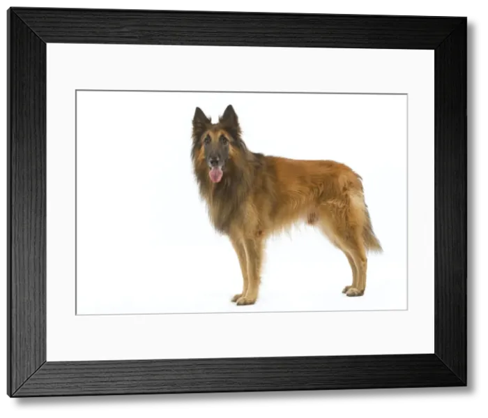 Framed Print : Tervueren / Belgian Shepherd Dog / Belgian Tervueren. Also know as Chien de Berger Belge Framed Print : Tervueren / Belgian Shepherd Dog / Belgian Tervueren. Also know as Chien de Berger Belge