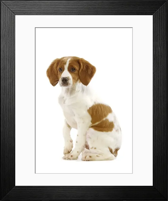 Framed Print : Brittany / Epagneul Breton - puppy Framed Print : Brittany / Epagneul Breton - puppy