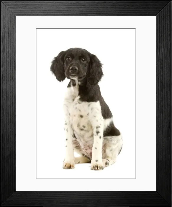 Framed Print : Brittany / Epagneul Breton - puppy Framed Print : Brittany / Epagneul Breton - puppy