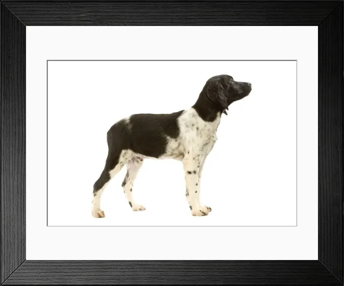 Framed Print : Brittany / Epagneul Breton - puppy Framed Print : Brittany / Epagneul Breton - puppy