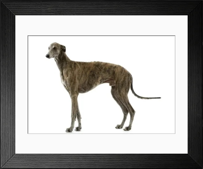 Framed Print : Greyhound / Levrier Framed Print : Greyhound / Levrier