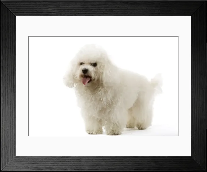 Framed Print : Bichon Frise. Also know as Tenerife Dog Framed Print : Bichon Frise. Also know as Tenerife Dog