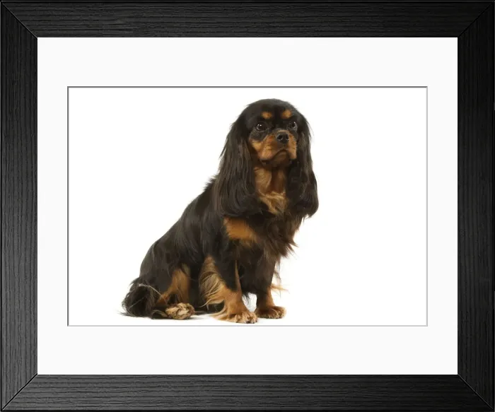 Framed Print : Cavalier King Charles Framed Print : Cavalier King Charles