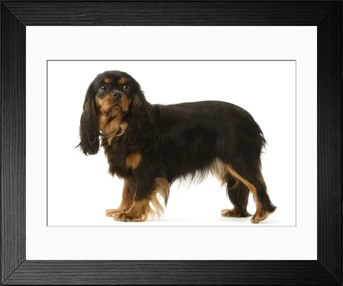 Framed Print : Cavalier King Charles Framed Print : Cavalier King Charles