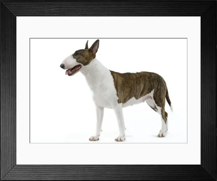 Framed Print : English Bull Terrier Framed Print : English Bull Terrier