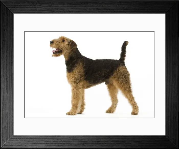 Framed Print : Airedale Terrier. Also know as Waterside Terrier or Bingley Terrier Framed Print : Airedale Terrier. Also know as Waterside Terrier or Bingley Terrier