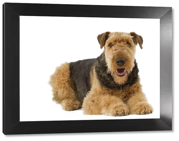 Airedale Terrier. Also know as Waterside Terrier or Bingley Terrier