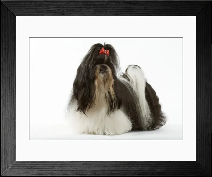 Framed Print : Shih-tzu. LA-3480. Dog - Shih-tzu. also known as Chrysanthemum Dog Framed Print : Shih-tzu. LA-3480. Dog - Shih-tzu. also known as Chrysanthemum Dog