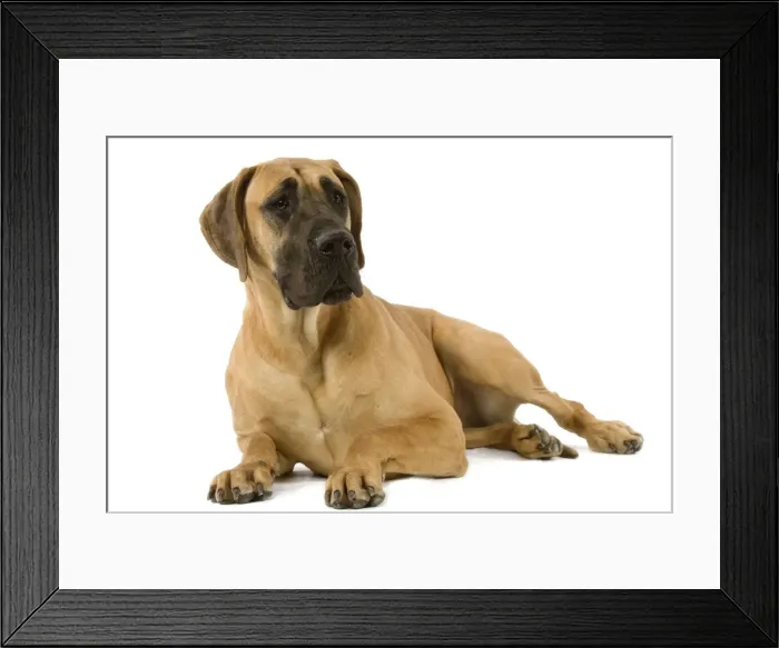 Framed Print : Great Dane. Also know as German Mastiff / Dogue Allemand / Deutsche Dogge Framed Print : Great Dane. Also know as German Mastiff / Dogue Allemand / Deutsche Dogge