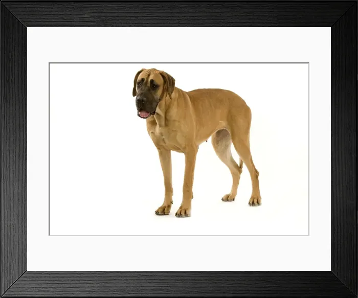 Framed Print : Great Dane. Also know as German Mastiff / Dogue Allemand / Deutsche Dogge Framed Print : Great Dane. Also know as German Mastiff / Dogue Allemand / Deutsche Dogge