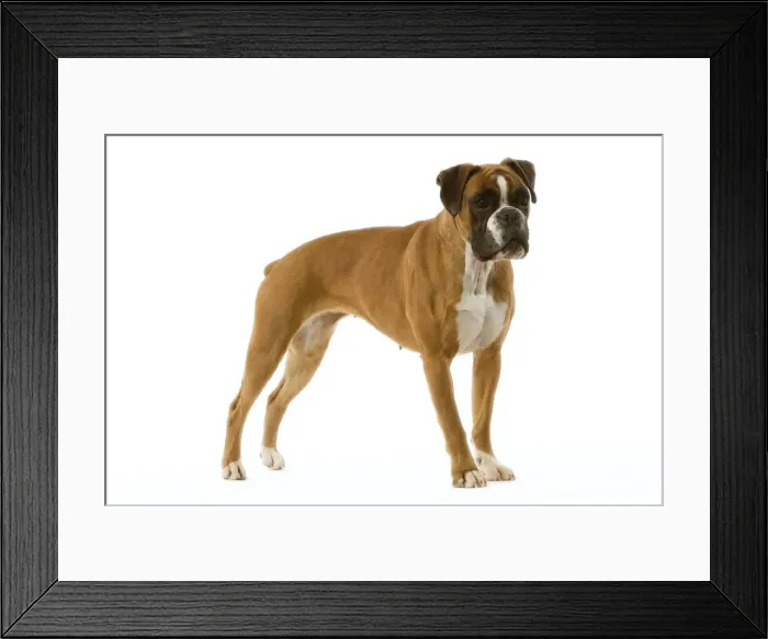 Framed Print : Boxer - standing Framed Print : Boxer - standing