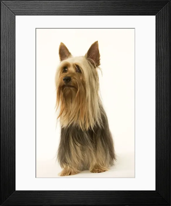 Framed Print : Australian Silky Terrier. Also known as Silky Terrier or Sydney Silky Framed Print : Australian Silky Terrier. Also known as Silky Terrier or Sydney Silky