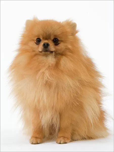 Dwarf Spitz  /  Pomeranian. Also know as Spitz nain