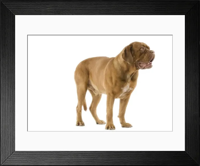 Framed Print : Dogue de Bordeaux  /  Bordeaux  /  French Mastiff
