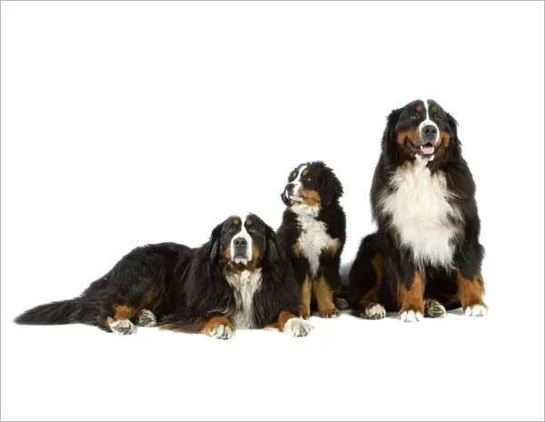 Bernese Mountain Dog - two adults with puppy. Also known as Berner Seenehund or Bouvier Bernois (French)