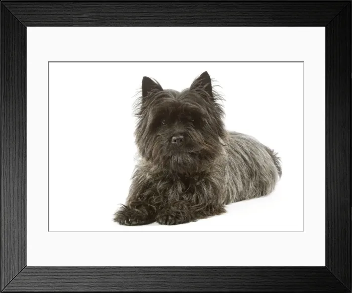 Framed Print : Cairn Terrier - lying down Framed Print : Cairn Terrier - lying down