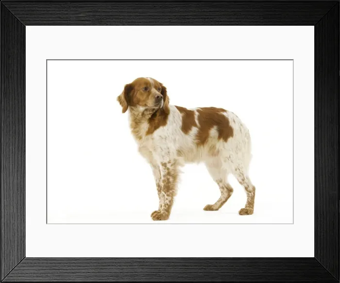 Framed Print : Brittany  /  Epagneul Breton
