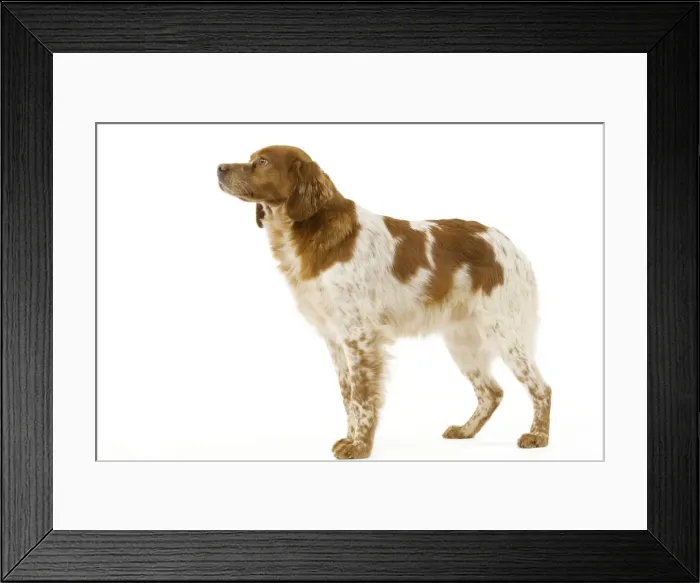Framed Print : Brittany / Epagneul Breton Framed Print : Brittany / Epagneul Breton