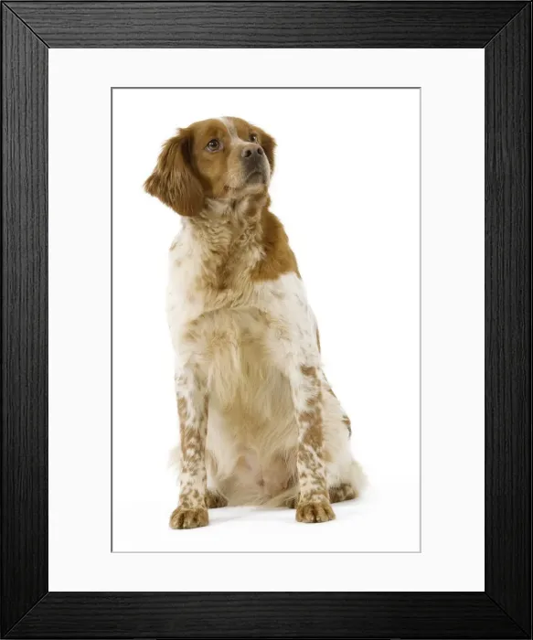 Framed Print : Brittany / Epagneul Breton Framed Print : Brittany / Epagneul Breton