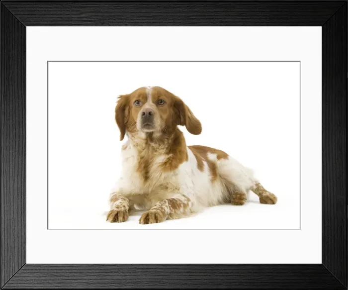 Framed Print : Brittany / Epagneul Breton Framed Print : Brittany / Epagneul Breton