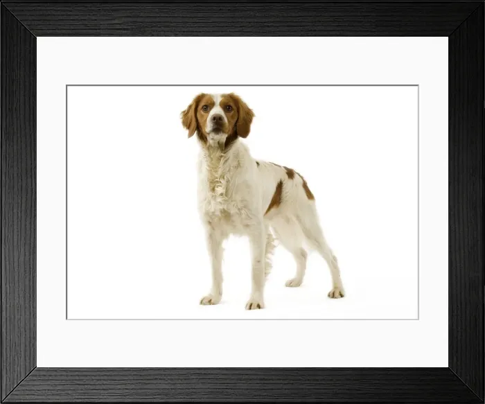 Framed Print : Brittany / Epagneul Breton Framed Print : Brittany / Epagneul Breton