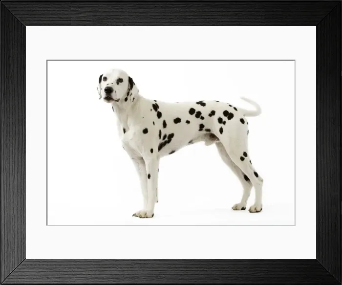 Framed Print : Dalmatian. LA-3511. Dog - Dalmatian. Jean Michel Labat Framed Print : Dalmatian. LA-3511. Dog - Dalmatian. Jean Michel Labat