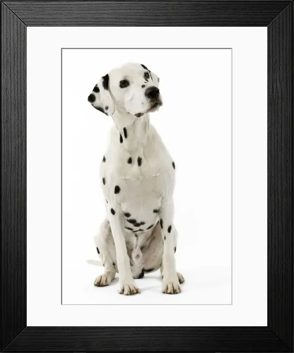 Framed Print : Dalmatian. LA-3512. Dog - Dalmatian. Jean Michel Labat Framed Print : Dalmatian. LA-3512. Dog - Dalmatian. Jean Michel Labat