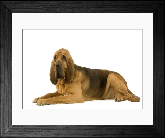 Framed Print : Bloodhound. Also known as St. Hubert Hound Framed Print : Bloodhound. Also known as St. Hubert Hound