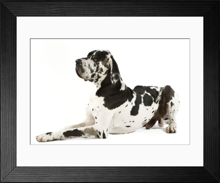Framed Print : Great Dane. Also known as German Mastiff / Deutsche Dogge / Dogue Allemand (French) Framed Print : Great Dane. Also known as German Mastiff / Deutsche Dogge / Dogue Allemand (French)