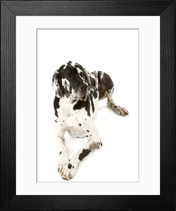 Framed Print : Great Dane. Also known as German Mastiff / Deutsche Dogge / Dogue Allemand (French) Framed Print : Great Dane. Also known as German Mastiff / Deutsche Dogge / Dogue Allemand (French)