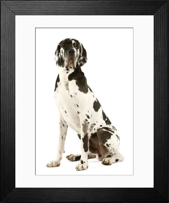Framed Print : Great Dane. Also known as German Mastiff / Deutsche Dogge / Dogue Allemand (French) Framed Print : Great Dane. Also known as German Mastiff / Deutsche Dogge / Dogue Allemand (French)