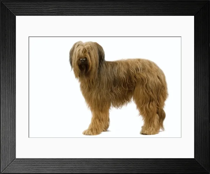 Framed Print : Briard / Berger de Brie Framed Print : Briard / Berger de Brie