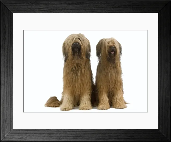 Framed Print : Briard / Berger de Brie Framed Print : Briard / Berger de Brie