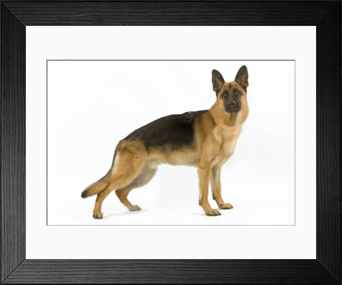 Framed Print : German Shepherd / Alsatian. Also known as Deutscher Schaferhund or Berger Allemand (French) Framed Print : German Shepherd / Alsatian. Also known as Deutscher Schaferhund or Berger Allemand (French)