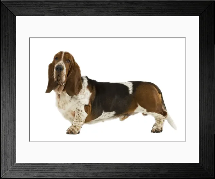 Framed Print : Basset Hound Framed Print : Basset Hound