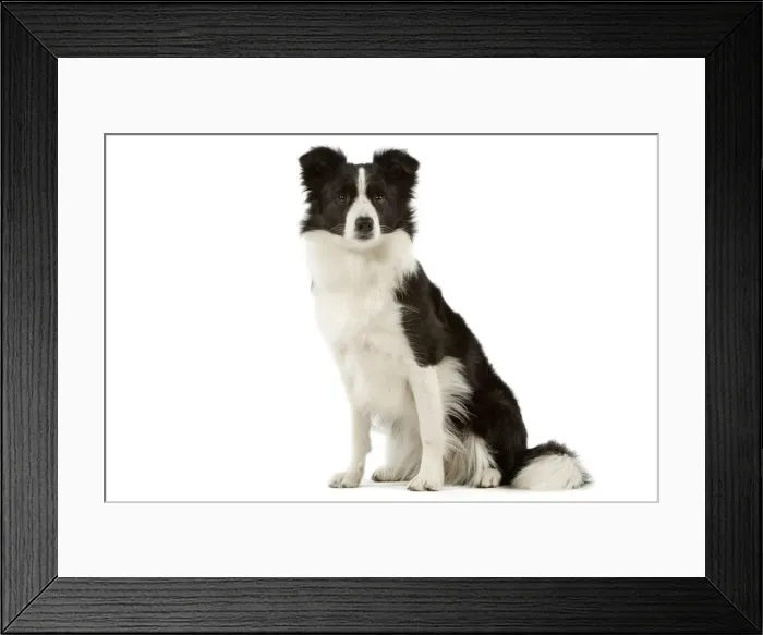 Framed Print : Border Collie Framed Print : Border Collie