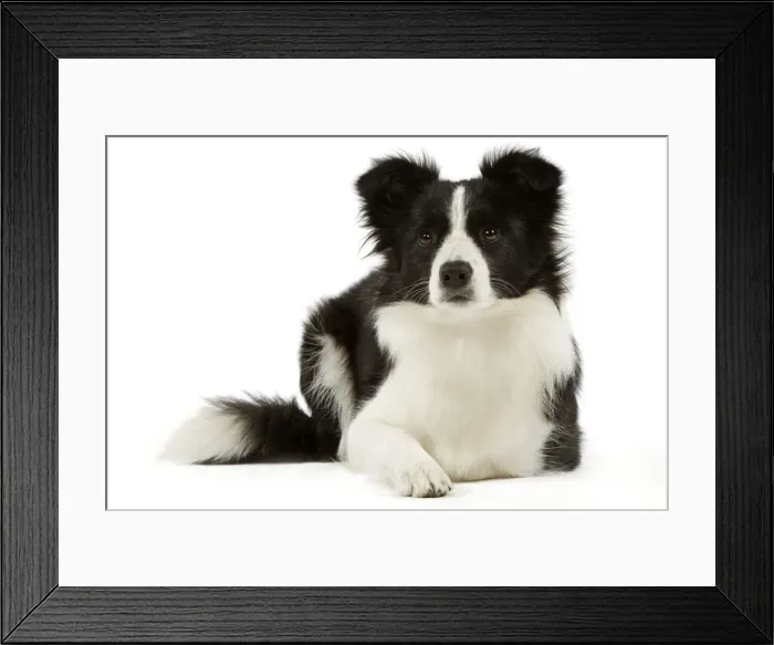 Framed Print : Border Collie Framed Print : Border Collie