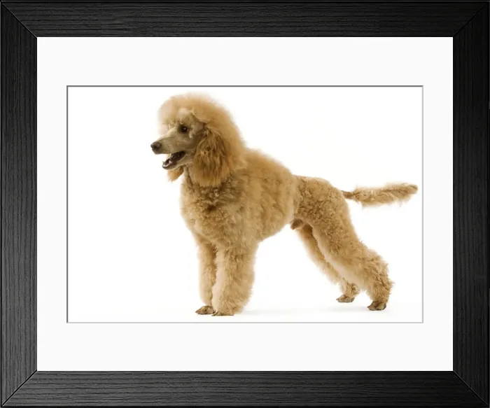 Framed Print : Poodle - Abricot. (French: Caniche Moyen Abricot) Framed Print : Poodle - Abricot. (French: Caniche Moyen Abricot)