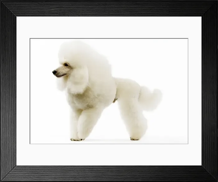 Framed Print : Poodle - white. (French: Caniche Moyen) Framed Print : Poodle - white. (French: Caniche Moyen)