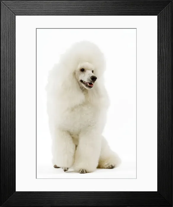 Framed Print : Poodle - white. (French: Caniche Moyen) Framed Print : Poodle - white. (French: Caniche Moyen)